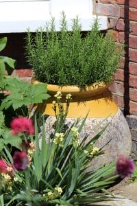 A large yellow ceramic pot with rosemary growing in it sits in the front garden against a brick wall, surrounded by green foliage and blooming flowers.