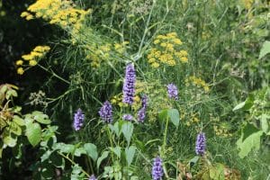 Purple wildflowers and yellow dill flowers bloom among green foliage in the sunlit front garden.