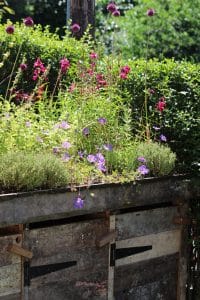 A variety of purple and pink flowers bloom in a front garden wooden planter, with green shrubbery and trees in the background on a sunny day.