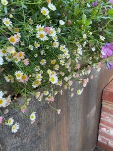 Small white and pink daisies spill over the edge of a metal planter, brightening the front garden beside a brick wall.