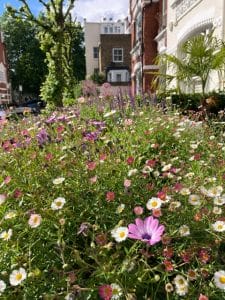 A front garden bursts with pink and white daisies and vibrant purple blooms, set against a row of residential buildings on a sunny day.