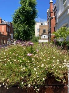 A vibrant front garden features a flower bed filled with various small white and pink flowers, set in front of residential buildings on a sunny day.