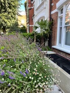 Flowering plants with small white and purple blossoms bloom in the front garden beside the brick facade of a residential building on a sunny day.
